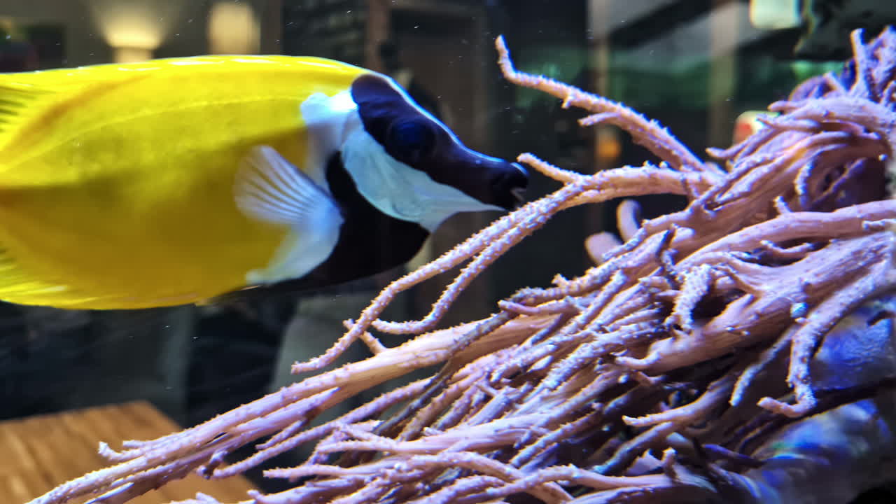 A vibrant fish glides above corals in an aquarium, captured in a detailed close-up view.