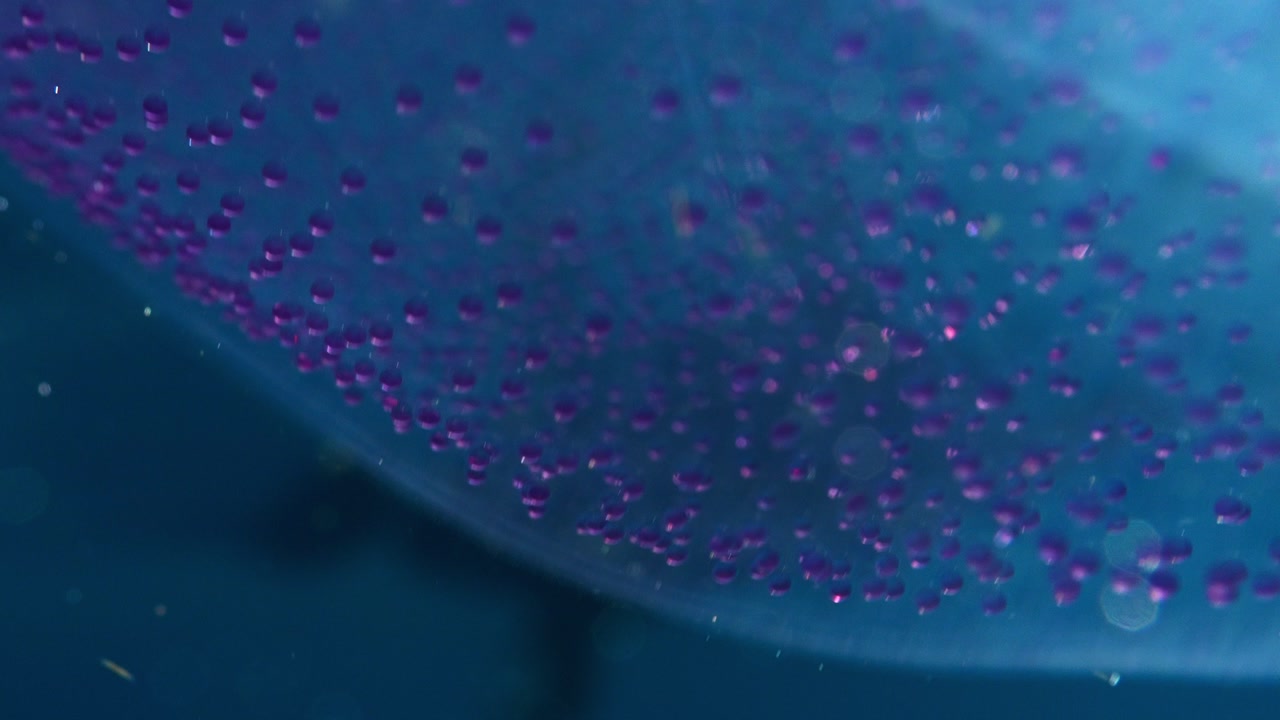 Close up of a translucent purple egg mass with bokeh, ending with a blurred boat on the surface