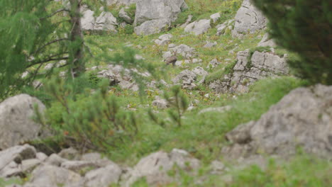 close up of chamois standing and walking on a meadow high up in the mountains