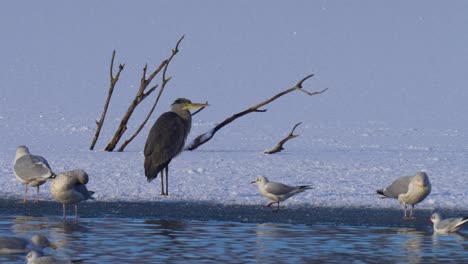 gray heron on a sunny winter day in snow shaking dry with sea gulls in foreground