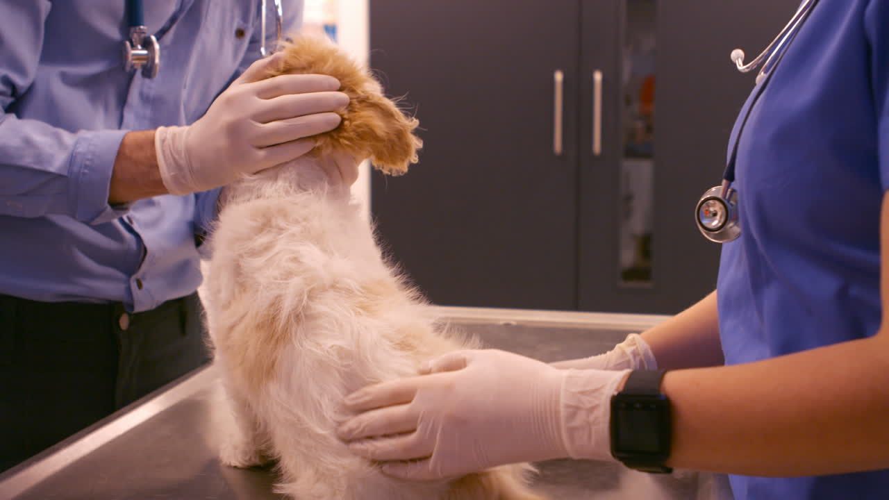  Vet examining the dog