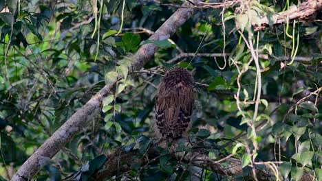 魚烏 (buffy fish owl) 是一個大型烏,但卻是四種烏中最小的