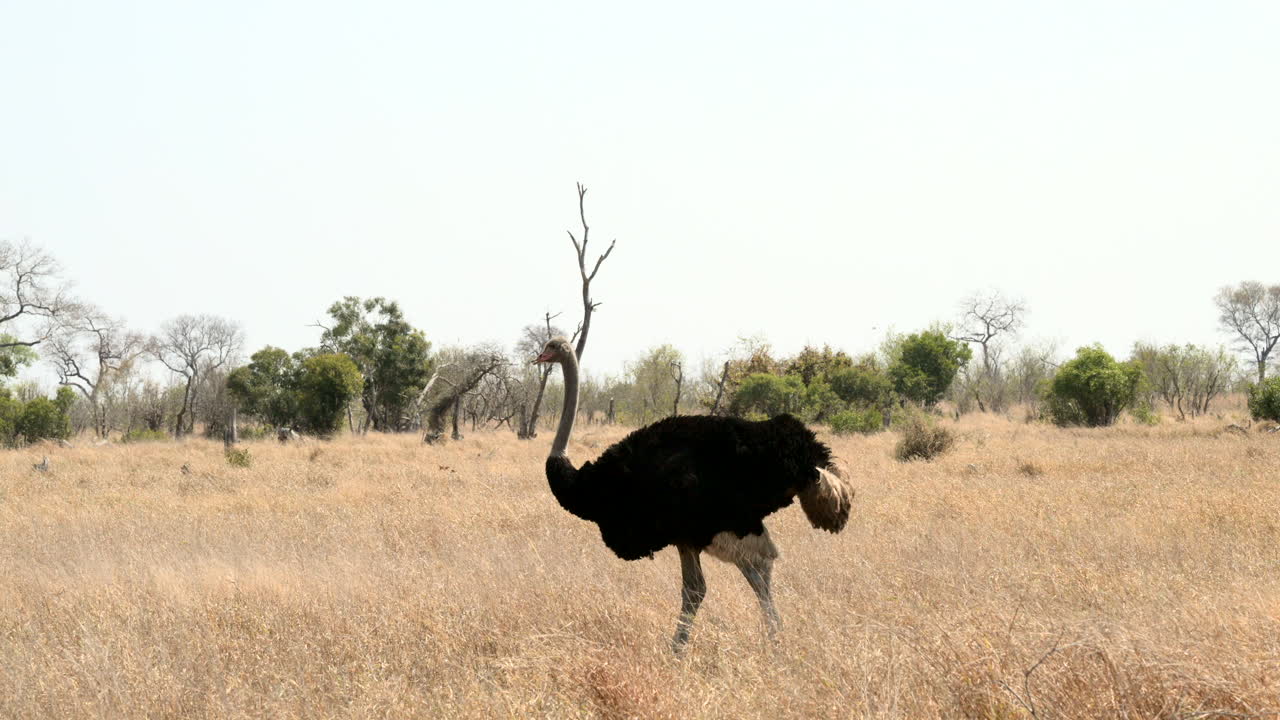 Struzzo maschio che cammina nelle pianure africane, al rallentatore.