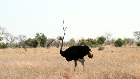 Ostrich--male-walking-on-Afrcan-plains,-Slowmotion