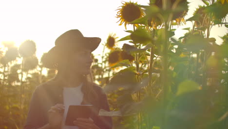 a biologist girl in a straw hat and plaid shirt is walking on a field with a lot of big sunflowers in summer day and writes its properties to her ipad for scientific article.