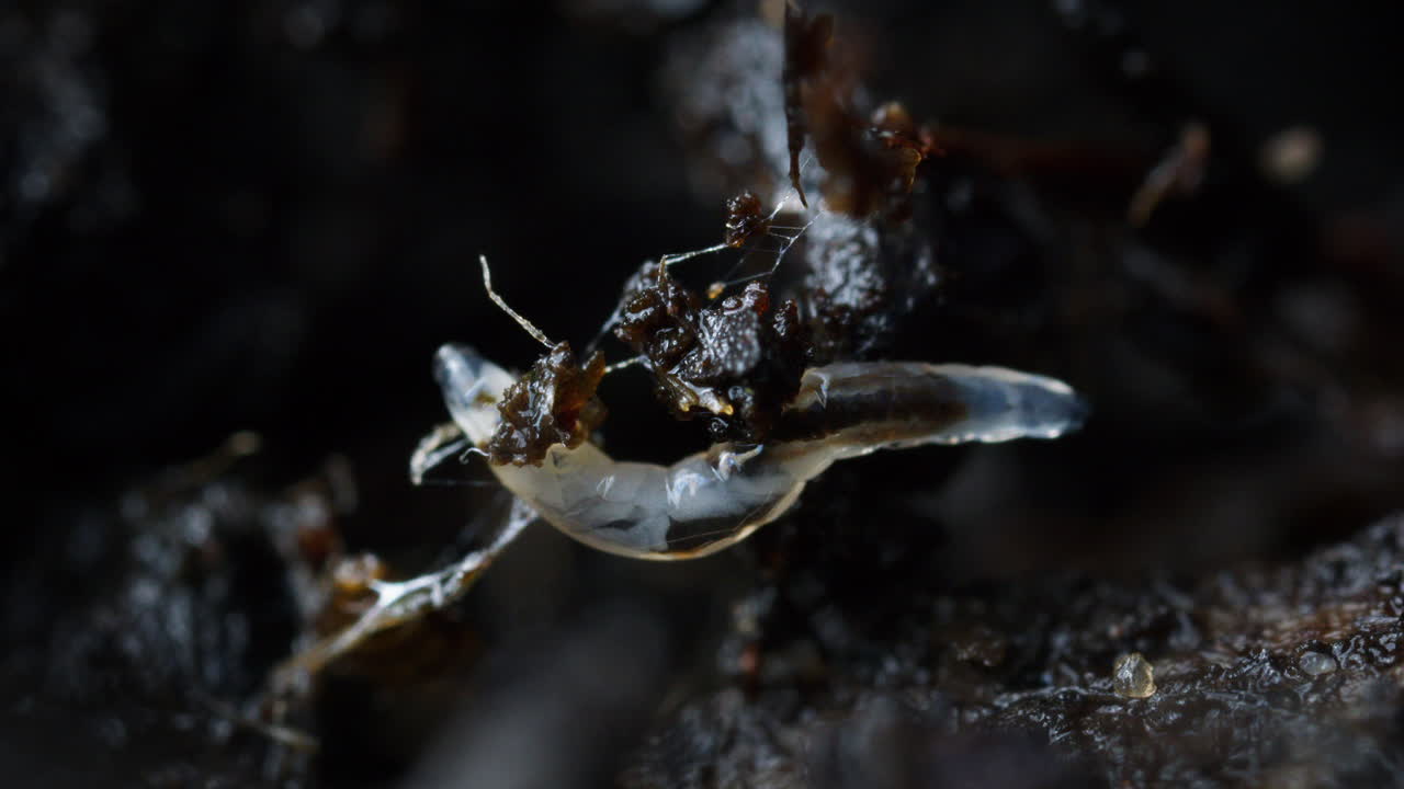 Larva in soil. Earth soil animal in mud, underground. Juvenile fingus gnat