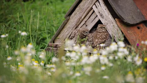 timelapse of little owl siblings at owl house fighting over food brought by mom