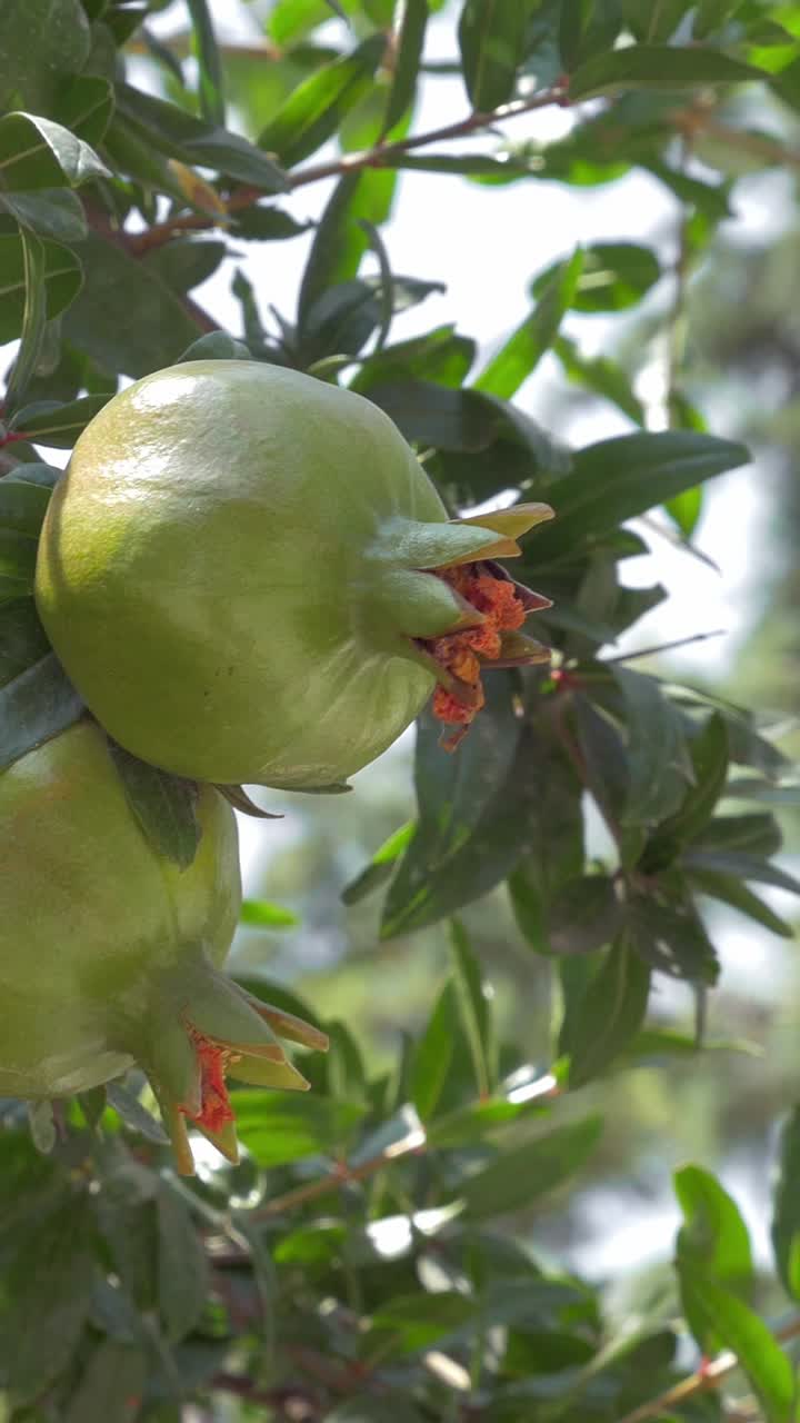 Primo piano di melograni verdi che crescono su un albero