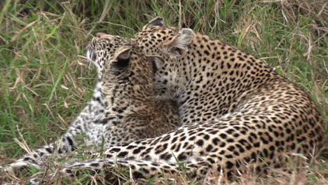 a female leopard lies in the savanna grass and grooms her cub