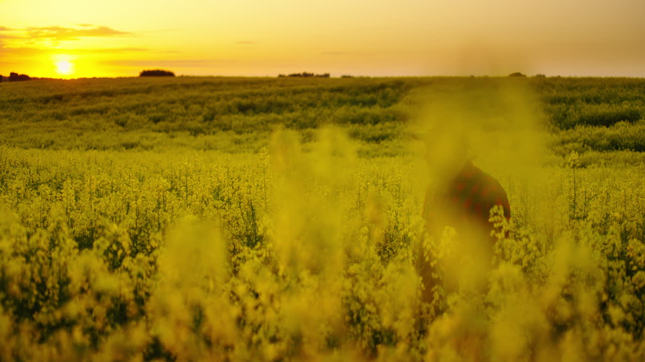 Agricoltore in piedi in un campo di colza giallo al tramonto