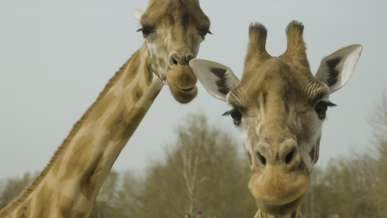 um par de girafas comendo olhando para a câmera
