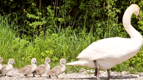a-mother-swan-leads-her-cute-offspring-over-and-they-follow-her-in-a-row