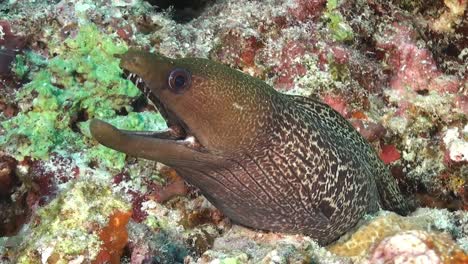 anguila morena en el arrecife de coral en el atolón de maldivas