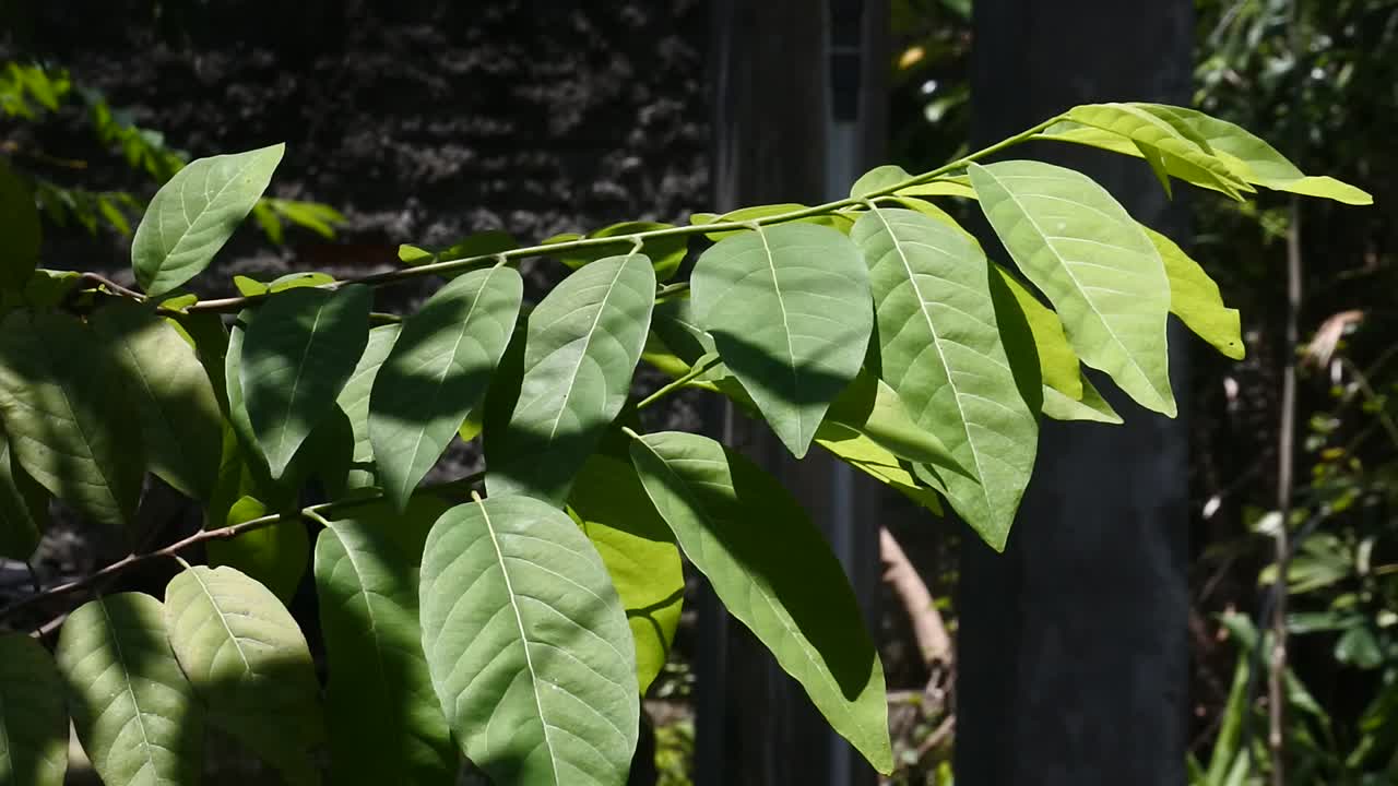 해변의 푸른 하늘 아래 움직이는 녹색 나무 나뭇잎 비디오 hd
