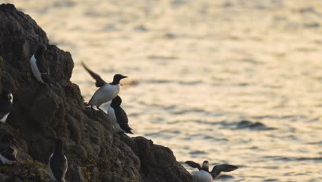 guillemot and ocean sea water on coast, uk seabirds an wildlife shot of guillemots bird on rocks on the coast on skomer island in wales, uk birdlife birds and wildlife
