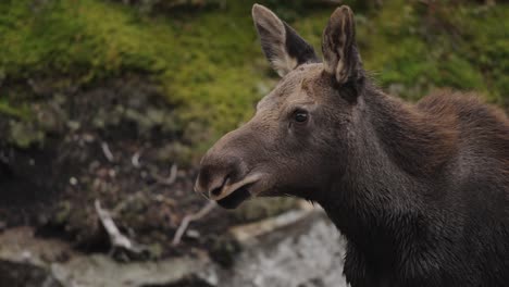 amazing rare infant baby young moose portrait slow motion