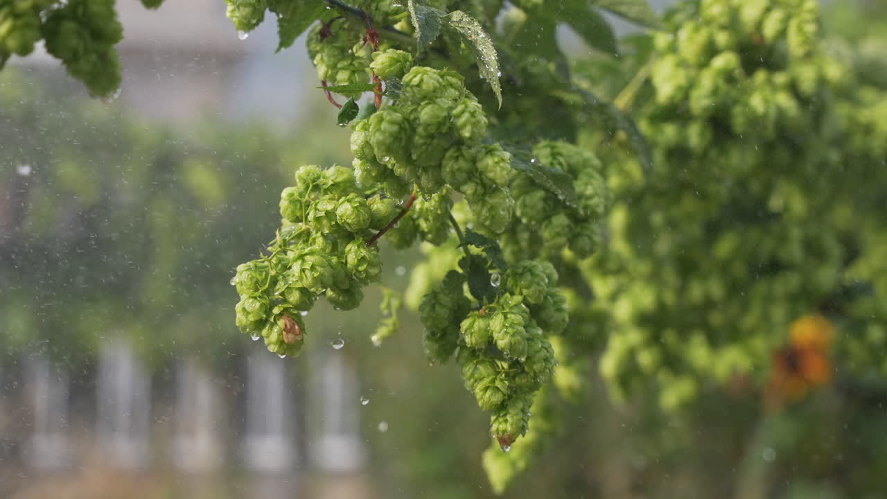 Hops Garden ready for harvest with water spraying and dripping in slow motion