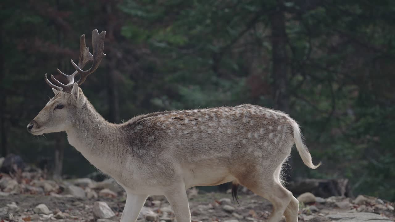 пятнистый олень - олень читал во время прогулки в parc omega - сафари-парке в квебеке, канада