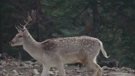 spotted deer - chital deer walking in parc omega - safari park in quebec, canada