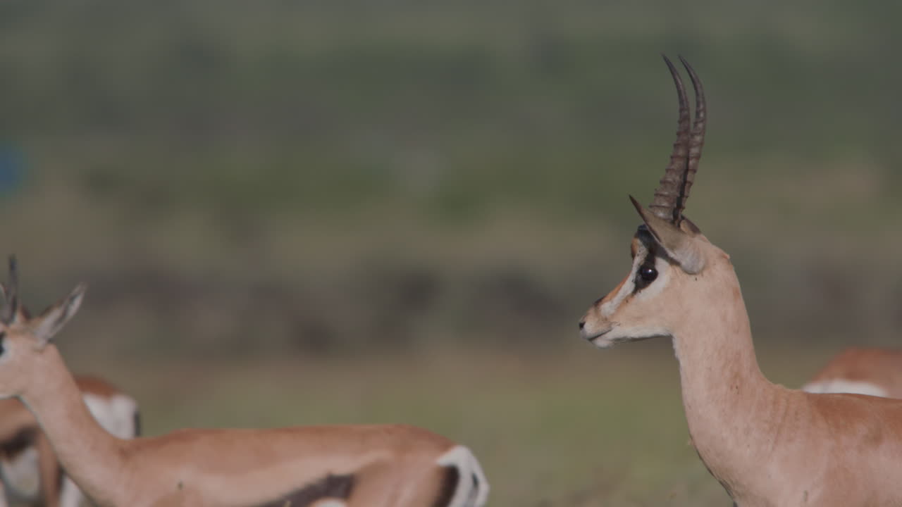 Gacelas de pie en una sabana africana cubierta de hierba.