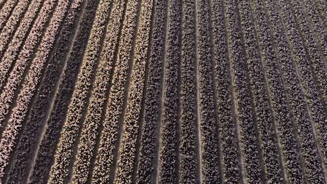 topdown droneshot that evolves into a wide view of a flower field with hyacinths