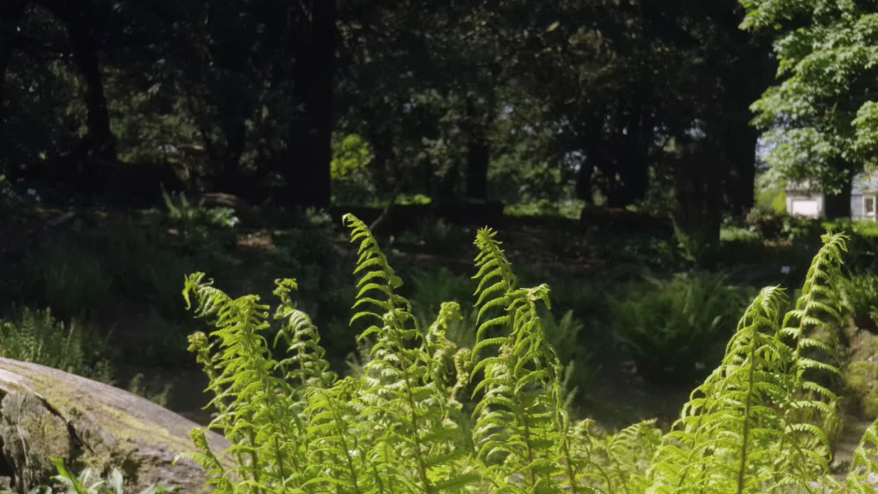 кадры красивых садов и окружающего их лесного массива