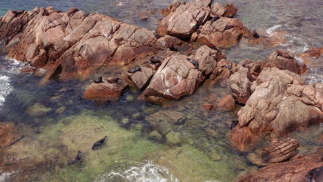 seals swim in the shallow water near the rocks, western australia