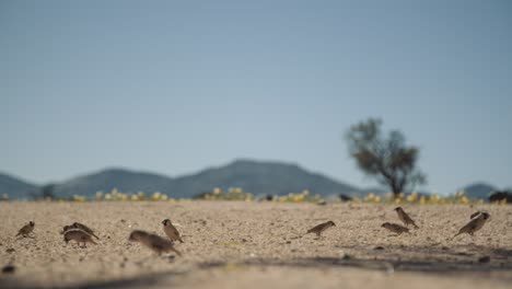 Shot of birds eating on a gravel road as they then start flying away in Africa with mountains behind them.