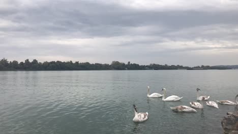 Slow-motion-of-disagreeing-swan-nodding-his-head-on-Danube-river