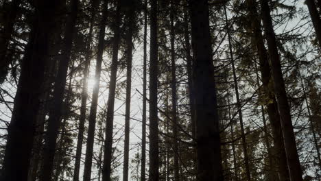 Hermosa-Vista-De-Los-árboles-Con-Luz-Solar-En-El-Bosque