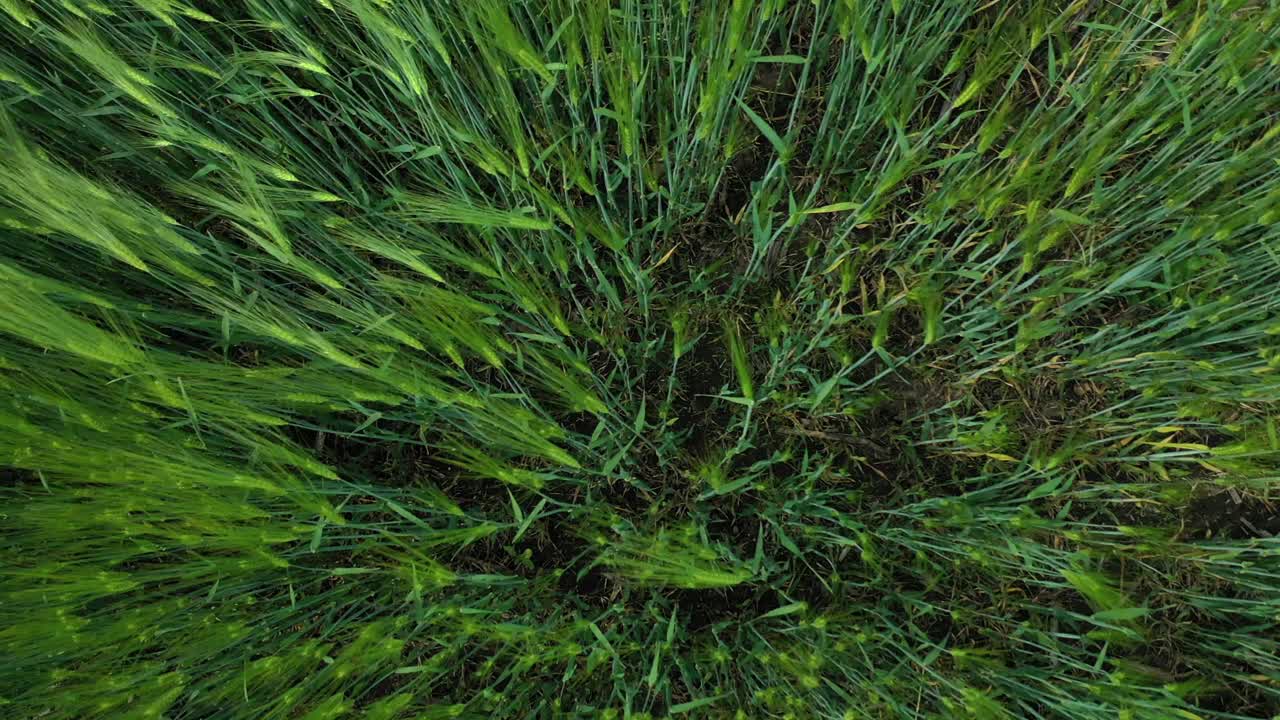 Agricultural land with green plants in countryside. Farmland with green spikelets in rural area. Land with growing plants in spring. Top view.