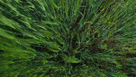 Agricultural land with green plants in countryside. Farmland with green spikelets in rural area. Land with growing plants in spring. Top view.