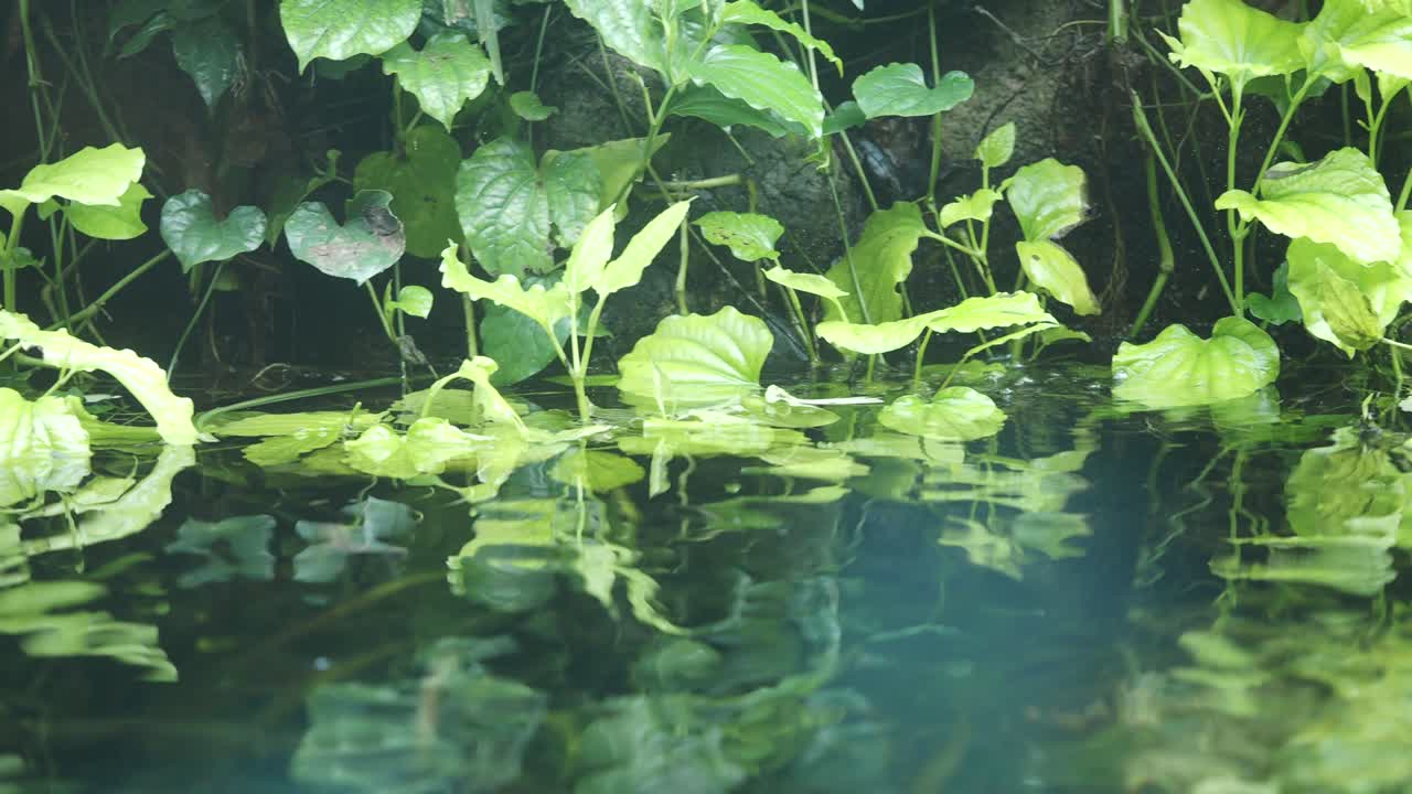 Vattenväxter och reflektioner