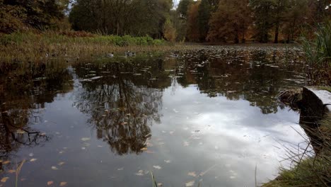 tilt shot of ducks on a pond in autumn