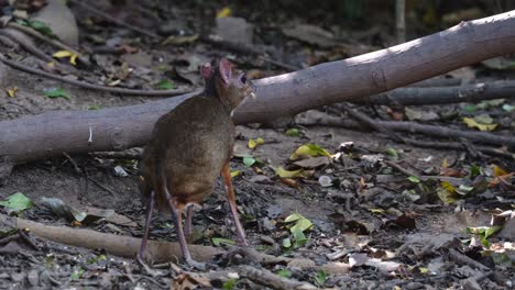 Seen-from-its-back-while-munching-some-food-then-faces-to-the-right,-Lesser-mouse-deer-Tragulus-kanchil,-Thailand