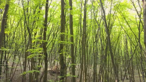 walking on a trail forest