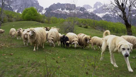 perro pastor conduciendo ovejas en pradera verde, montañas alpinas cubiertas de nieve