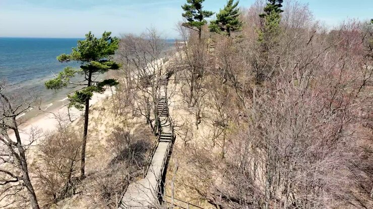 Reverse track and descend with drone near pines