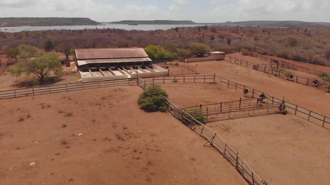 los avestruces son el ave más grande del mundo y en el siglo xviii, sus plumas eran tan populares que desaparecieron de todo el norte de áfrica.