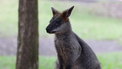 wallaby alert and looking around in a grassy area