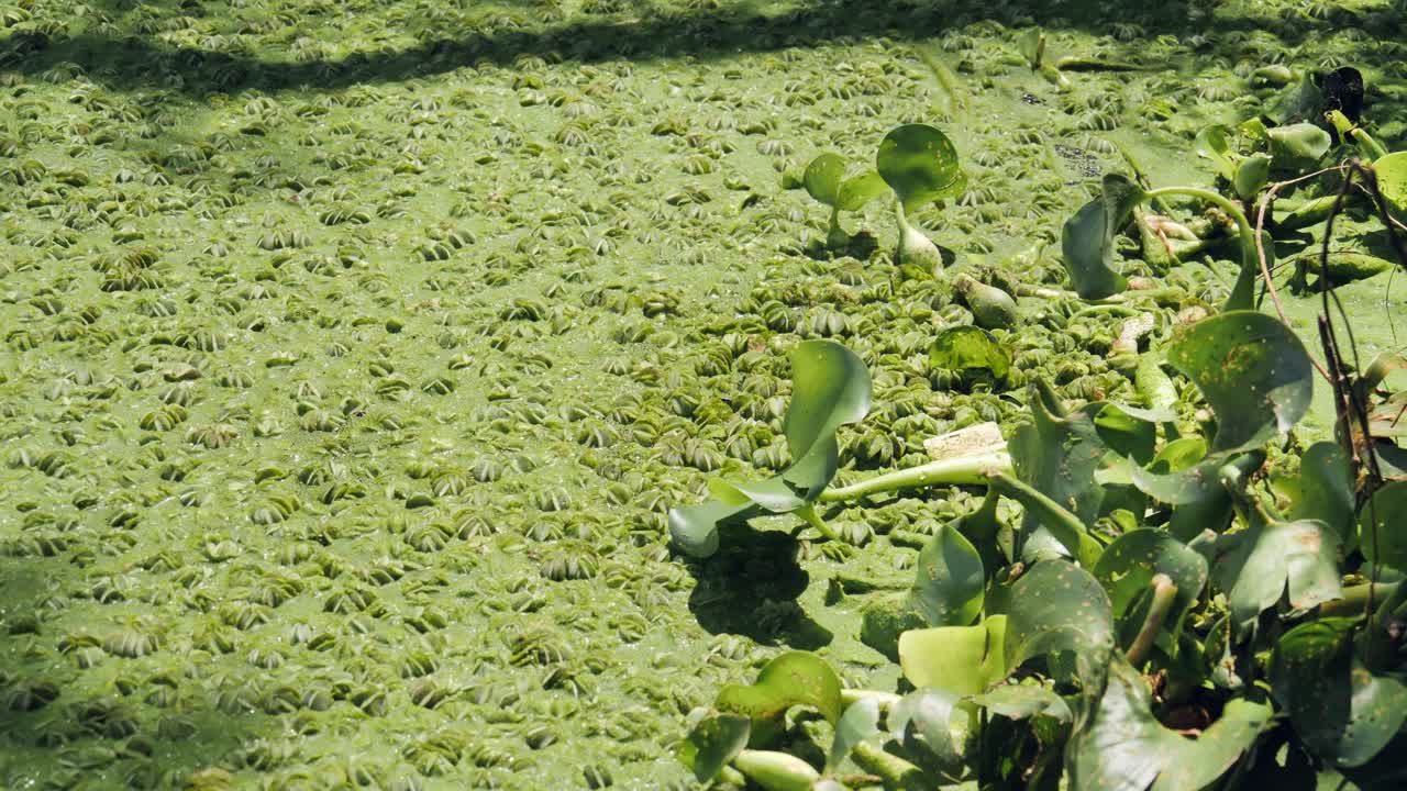 빠르게 성장하는 침습성 수생 잡초는 호수 표면에 녹색 매트를 형성합니다.