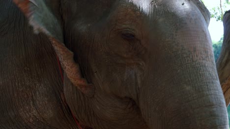 elefante domesticado asiático comiendo hierba y masticando, toma de primer plano