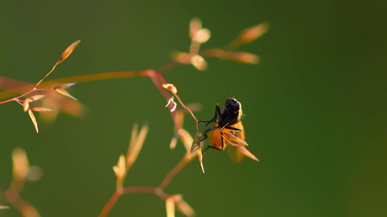 노란 풀이나 건초에 앉아 손을 비비는 작은 파리의 클로즈업 매크로 샷