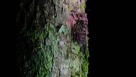 This-Giant-Cicada-Climbing-a-Tree-in-the-Night,-Megapomponia-intermedia,-found-in-the-jungles-of-Thailand