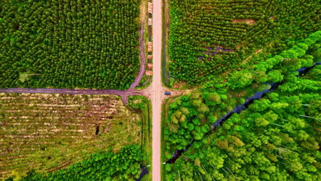 drone video of forest road crossroads with drainage canals between tree zones
