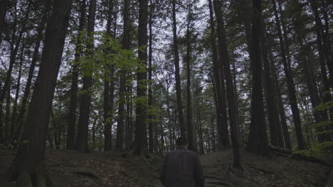 Hombre-Caucásico-Caminando-Por-El-Bosque-En-Cámara-Lenta