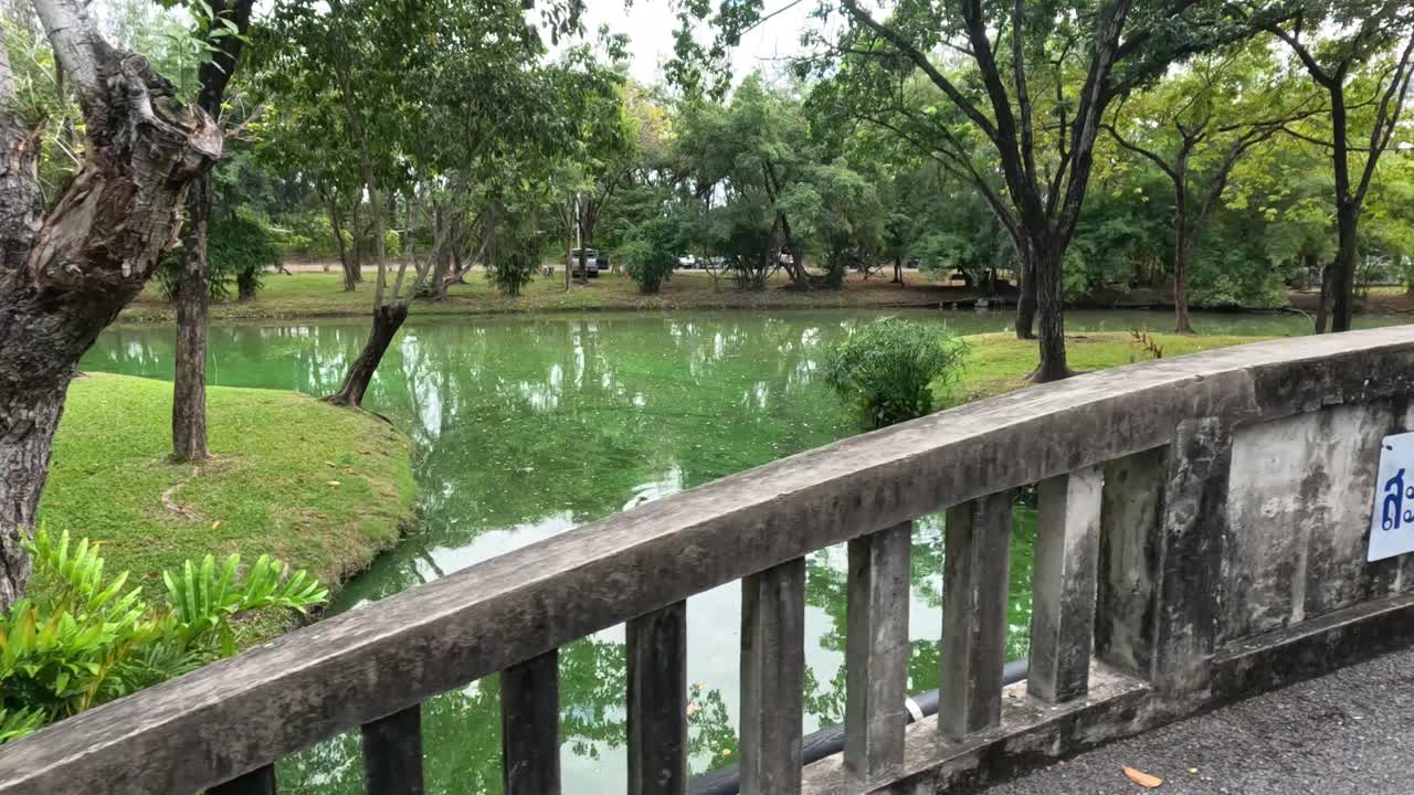 울창하고 활기찬 공원을 가로질러 평화롭게 산책합니다.