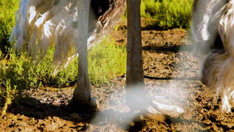 Close-up-of-ostrich-legs-and-didactyl-feet-as-it-walks-shaking-wing-feathers