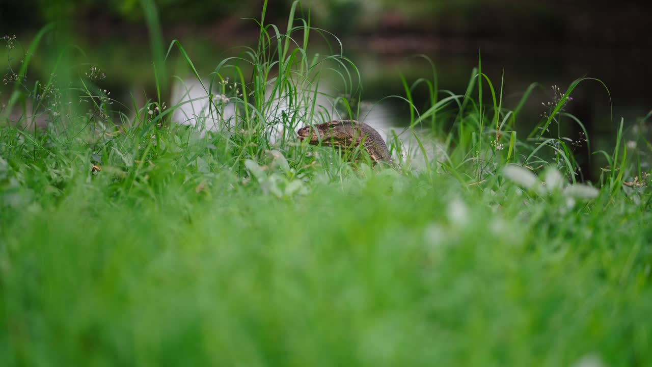 Lizard in Grass