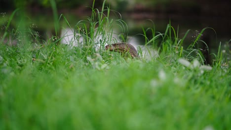 lizard in grass